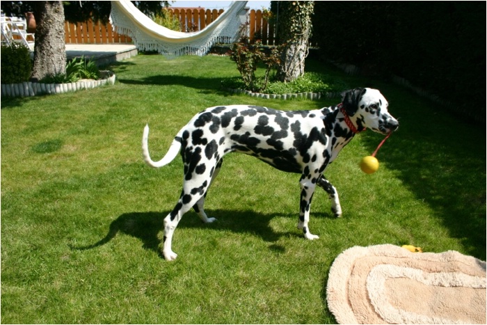 <b>ich geh Ball spielen...<b>